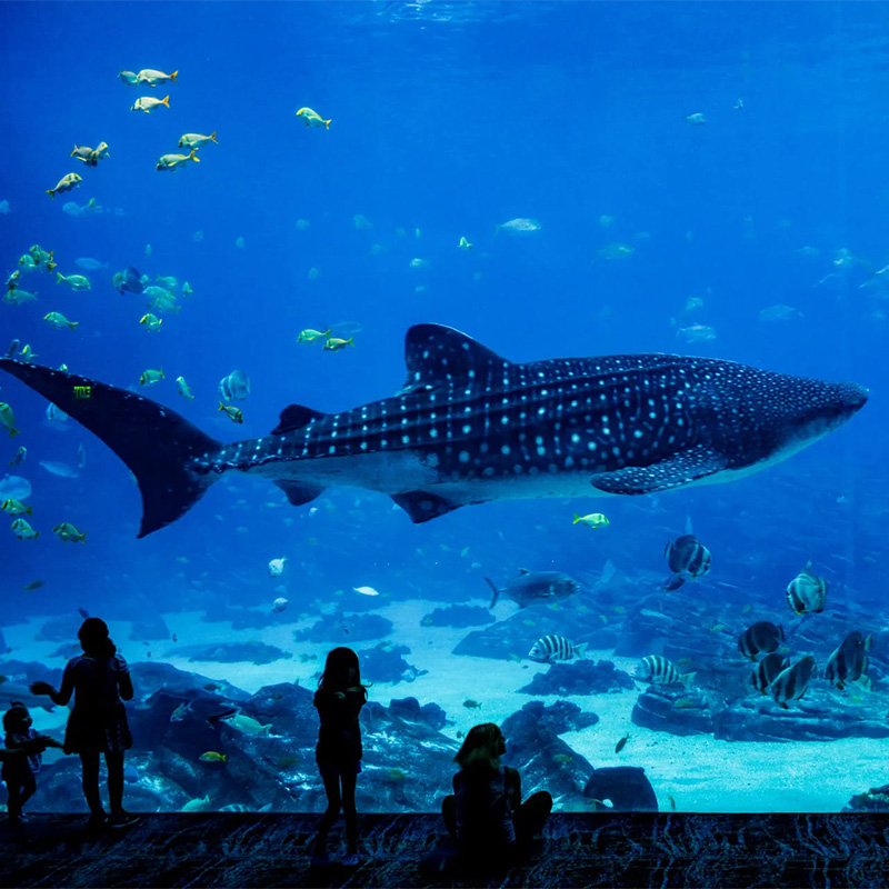 activites aquarium la rochelle